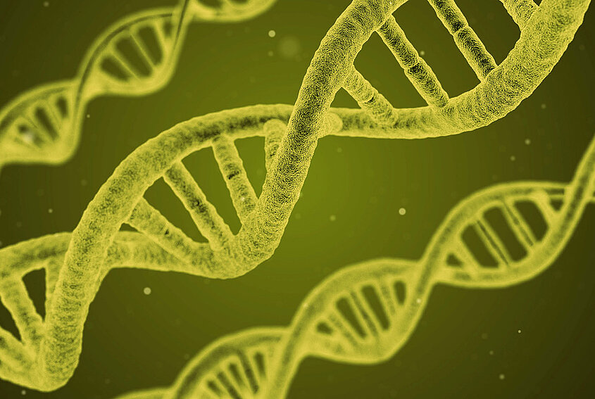 ACMP DNA